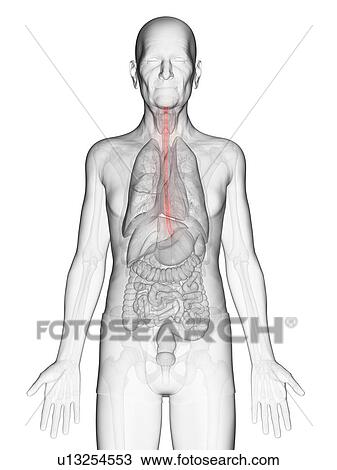 Stock Image - Illustration of an elderly man's esophagus. Fotosearch