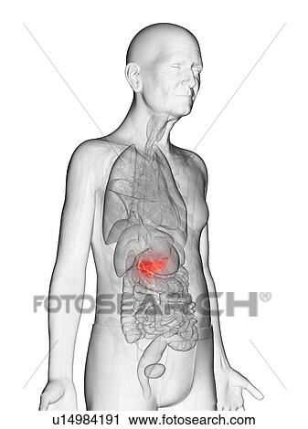 Illustration of an elderly man's pancreas View Large Photo Image Stock Image - Illustration of an elderly man's pancreas. Fotosearch