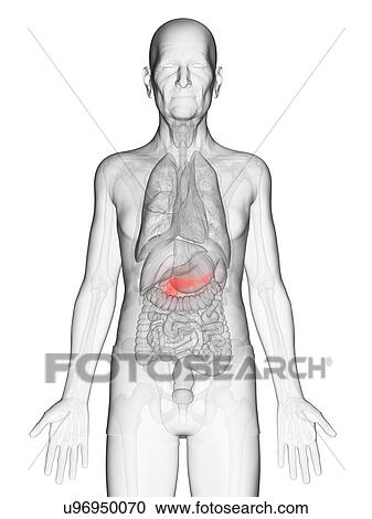 Illustration of an elderly man's pancreas View Large Photo Image Stock Image - Illustration of an elderly man's pancreas. Fotosearch