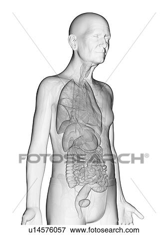 Stock Photo - Illustration of an elderly man's internal organs. Fotosearch