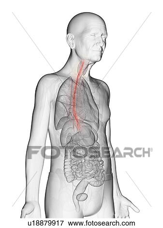 Stock Photo - Illustration of an elderly man's esophagus. Fotosearch