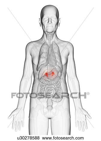Stock Photo - Illustration of an elderly man's adrenal glands. Fotosearch