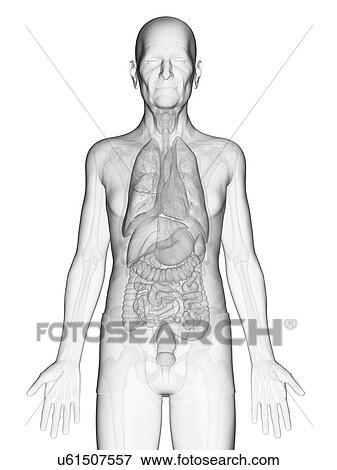 Illustration of an elderly man's internal organs View Large Photo Image Stock Photo - Illustration of an elderly man's internal organs. Fotosearch