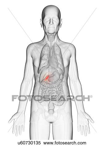 Stock Photography - Illustration of an elderly man's gallbladder. Fotosearch