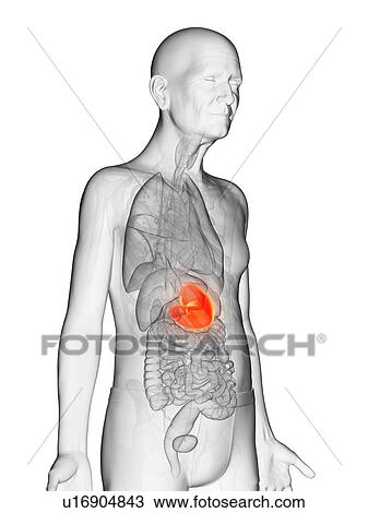 Stock Image - Illustration of an elderly man's stomach. Fotosearch