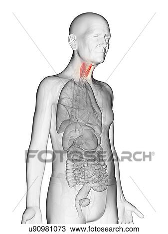 Stock Image - Illustration of an elderly man's thyroid. Fotosearch
