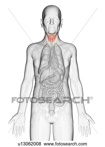 Stock Photo - Illustration of an elderly man's thyroid. Fotosearch