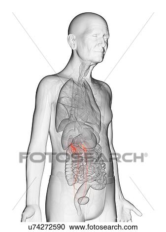 Stock Image - Illustration of an elderly man's ureters. Fotosearch