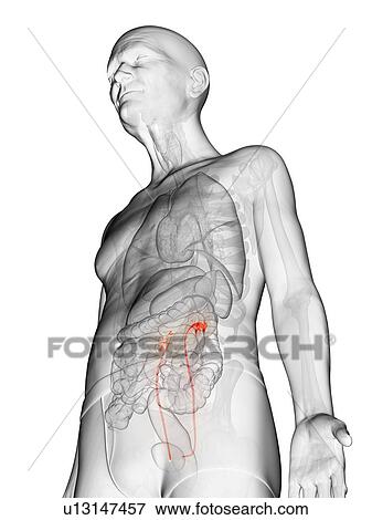Stock Photo - Illustration of an elderly man's ureters. Fotosearch