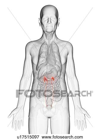 Stock Photo - Illustration of an elderly man's ureters. Fotosearch