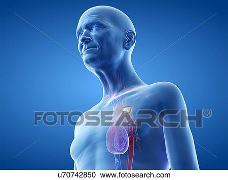Illustration of an old man with a pace maker View Large Photo Image Stock Image - Illustration of an old man with a pace maker. Fotosearch