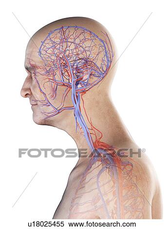 Stock Photography - Illustration of an old man's arteries and veins of the head. Fotosearch