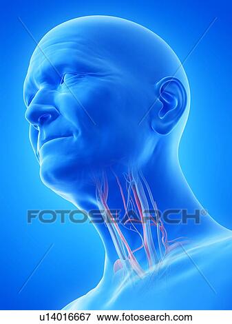 Illustration of an old man's blood vessels of the throat View Large Photo Image Stock Photo - Illustration of an old man's blood vessels of the throat. Fotosearch