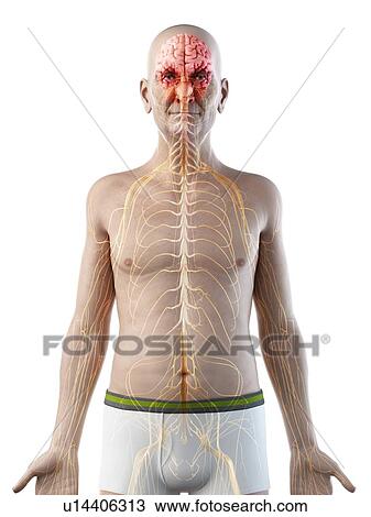 Stock Image - Illustration of an old man's brain and nerves. Fotosearch