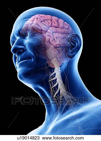 Stock Image - Illustration of an old man's brain and nerves. Fotosearch