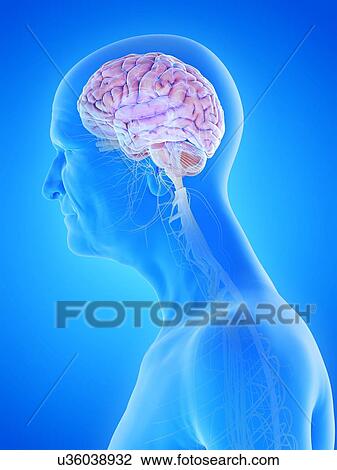 Stock Image - Illustration of an old man's brain and nerves. Fotosearch