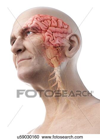 Stock Image - Illustration of an old man's brain and nerves. Fotosearch
