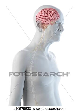 Illustration of an old man's brain and nerves View Large Photo Image Stock Photo - Illustration of an old man's brain and nerves. Fotosearch