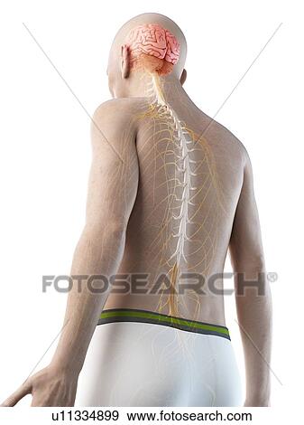 Stock Photo - Illustration of an old man's brain and nerves. Fotosearch
