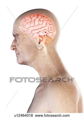 Stock Photo - Illustration of an old man's brain and nerves. Fotosearch