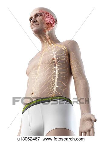 Illustration of an old man's brain and nerves View Large Photo Image Stock Photo - Illustration of an old man's brain and nerves. Fotosearch