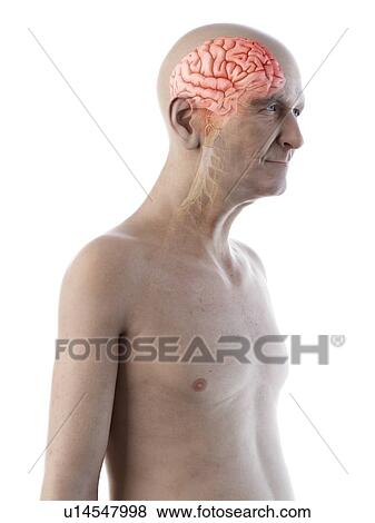 Stock Photo - Illustration of an old man's brain and nerves. Fotosearch