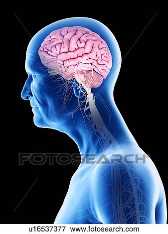 Illustration of an old man's brain and nerves View Large Photo Image Stock Photo - Illustration of an old man's brain and nerves. Fotosearch