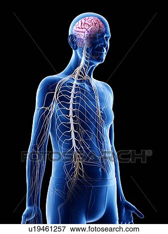 Stock Photo - Illustration of an old man's brain and nerves. Fotosearch