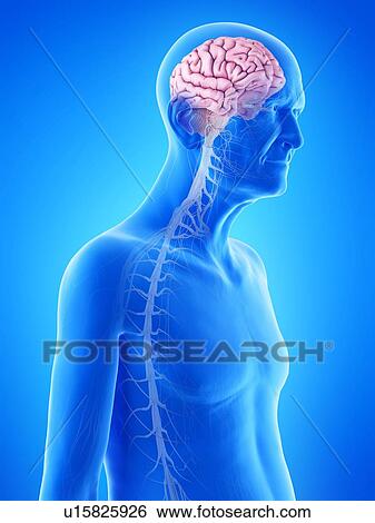 Stock Photograph - Illustration of an old man's brain and nerves. Fotosearch