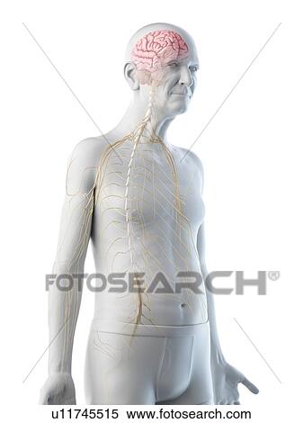 Stock Photography - Illustration of an old man's brain and nerves. Fotosearch