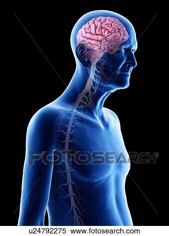 Illustration of an old man's brain and nerves View Large Photo Image Stock Photography - Illustration of an old man's brain and nerves. Fotosearch