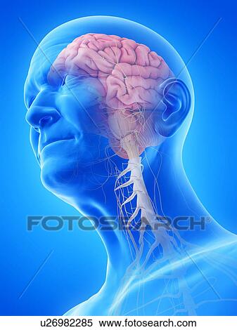 Stock Photography - Illustration of an old man's brain and nerves. Fotosearch