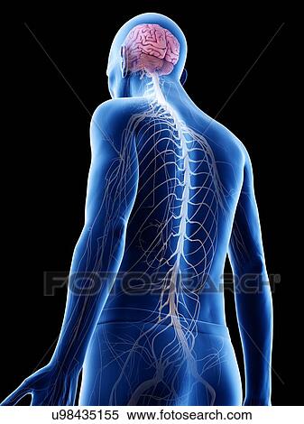 Stock Photography - Illustration of an old man's brain and nerves. Fotosearch