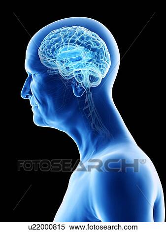 Stock Photography - Illustration of an old man's brain. Fotosearch