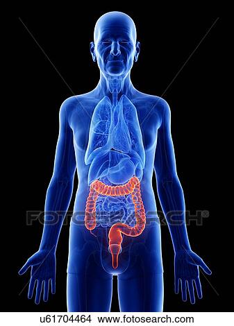 Picture - Illustration of an old man's colon. Fotosearch