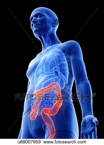 Illustration of an old man's colon View Large Photo Image Stock Photo - Illustration of an old man's colon. Fotosearch