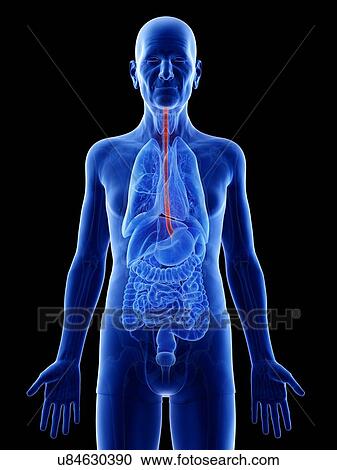 Illustration of an old man's esophagus View Large Photo Image Stock Image - Illustration of an old man's esophagus. Fotosearch