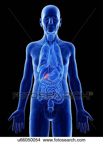 Picture - Illustration of an old man's gallbladder. Fotosearch
