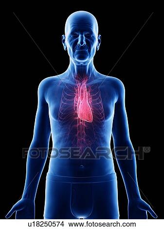 Picture - Illustration of an old man's heart. Fotosearch