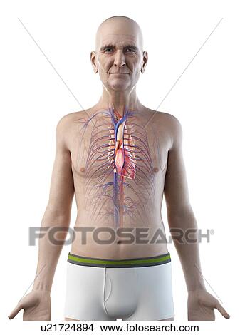 Picture - Illustration of an old man's heart. Fotosearch