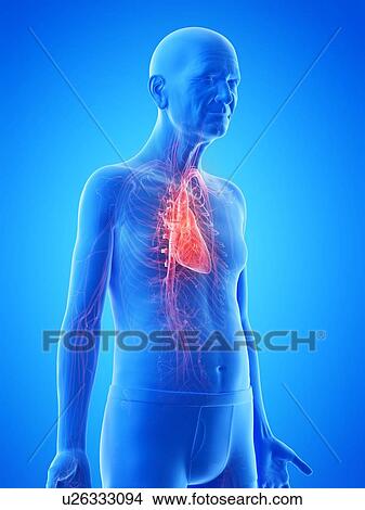 Illustration of an old man's heart View Large Photo Image Picture - Illustration of an old man's heart. Fotosearch