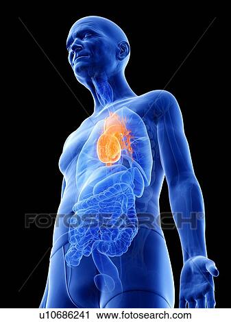 Illustration of an old man's heart View Large Photo Image Stock Image - Illustration of an old man's heart. Fotosearch