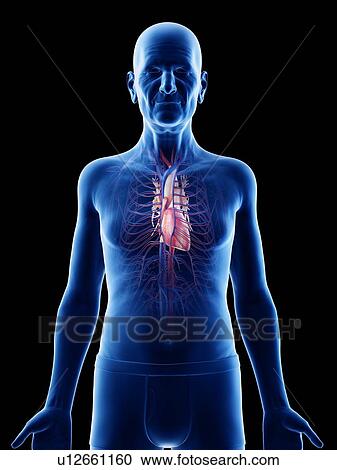 Illustration of an old man's heart View Large Photo Image Stock Image - Illustration of an old man's heart. Fotosearch