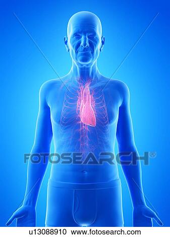 Stock Image - Illustration of an old man's heart. Fotosearch