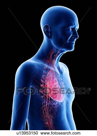 Illustration of an old man's heart View Large Photo Image Stock Image - Illustration of an old man's heart. Fotosearch