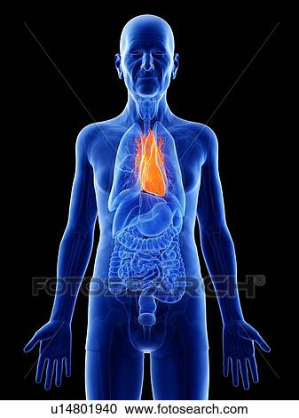 Stock Image - Illustration of an old man's heart. Fotosearch