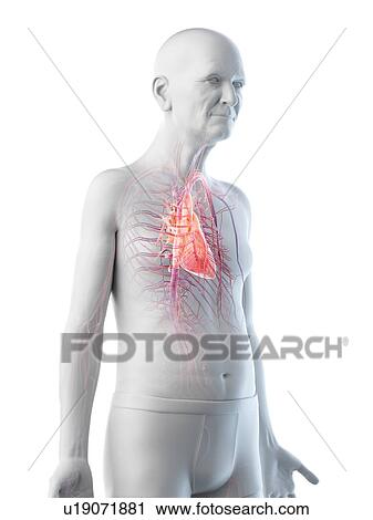 Illustration of an old man's heart View Large Photo Image Stock Image - Illustration of an old man's heart. Fotosearch