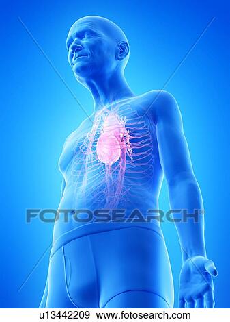 Illustration of an old man's heart View Large Photo Image Stock Photo - Illustration of an old man's heart. Fotosearch