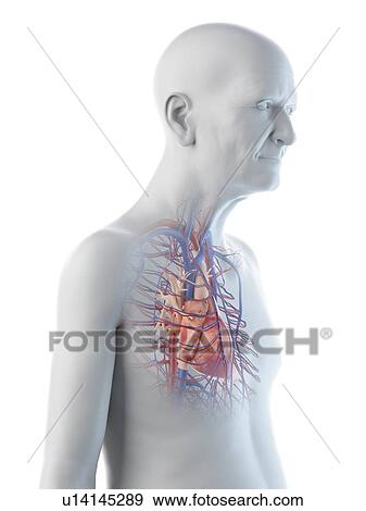 Stock Photo - Illustration of an old man's heart. Fotosearch