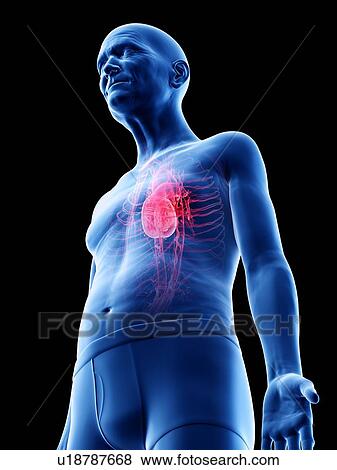 Stock Photo - Illustration of an old man's heart. Fotosearch